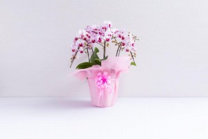 ピンクの包装紙とリボンで飾られた胡蝶蘭の花、1鉢の写真
