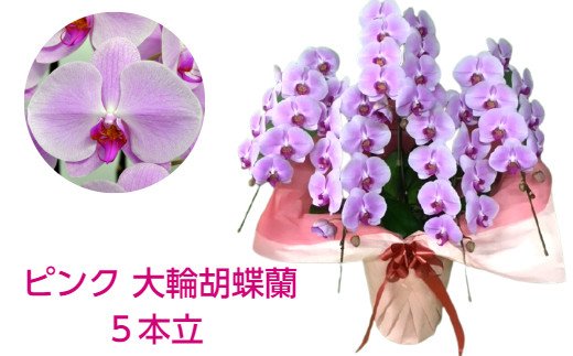 5本立のピンクの胡蝶蘭の写真