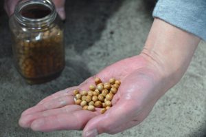 写真:醸造用の大豆