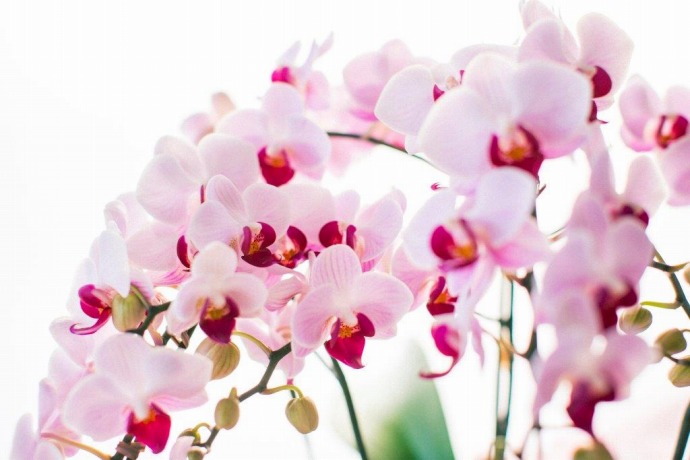 胡蝶蘭の花のアップの写真