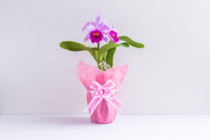 カトレアの花、1鉢の写真