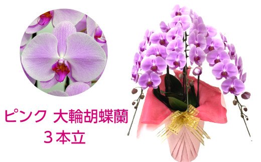 3本立のピンクの胡蝶蘭の写真