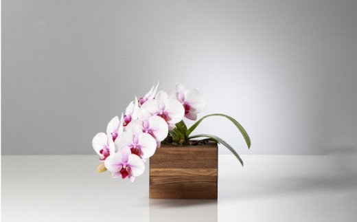 胡蝶蘭のショート丈の写真