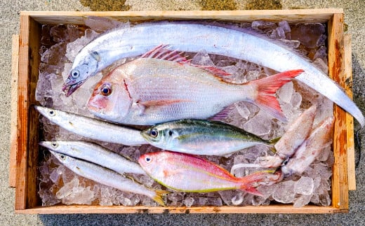 鮮魚の一例画像